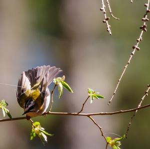 Firecrest