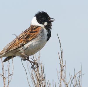 Reed Bunting