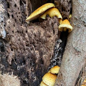 Golden Pholiota