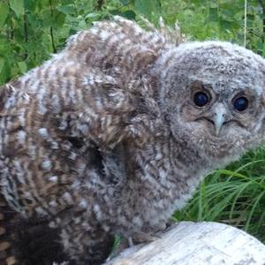 Tawny Owl