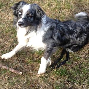 Border Collie