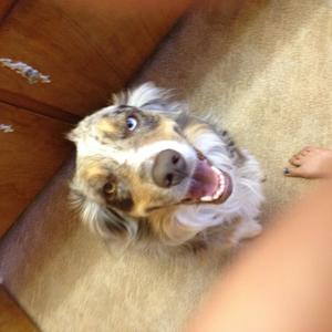 Australian Shepherd