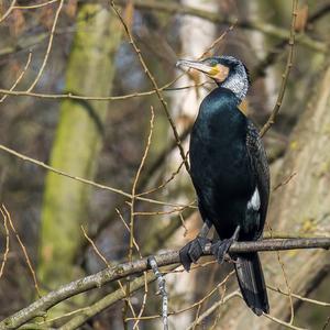 Great Cormorant