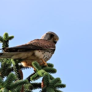 Common Kestrel