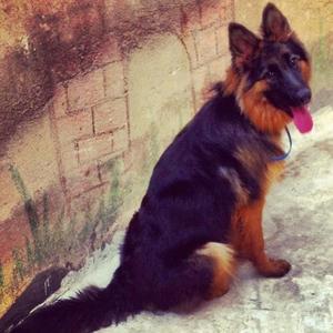 German Shepherd