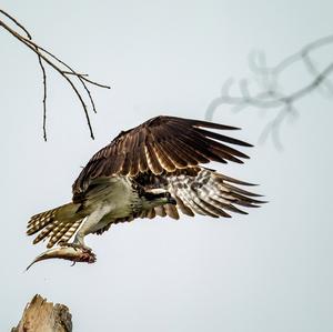 Osprey