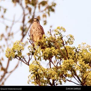 Common Kestrel