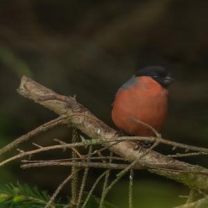 Eurasian Bullfinch