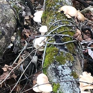 Oyster Mushroom