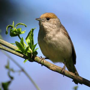 Blackcap