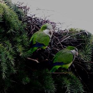 Monk Parakeet