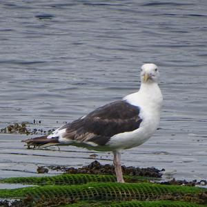 Great Black-backed Gull