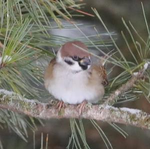 Eurasian Tree Sparrow