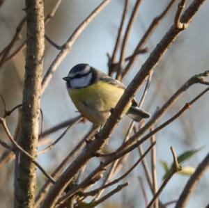 Blue Tit