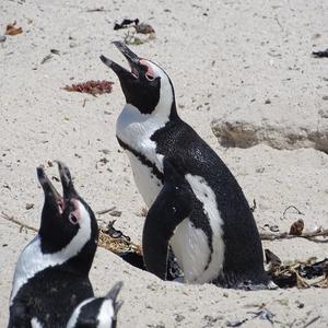 African Penguin