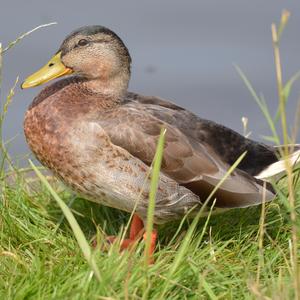 Gadwall