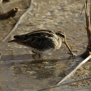 Common Snipe