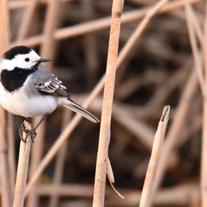 White Wagtail