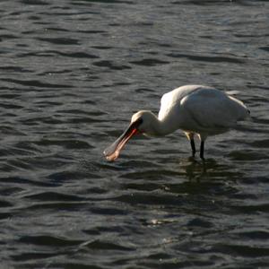 Eurasian Spoonbill