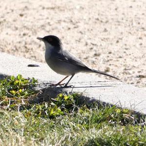 Sardinian Warbler