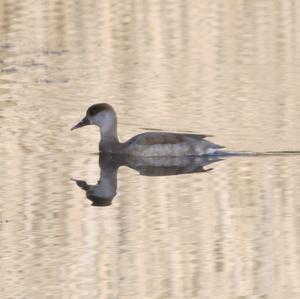 Red-crested Pochard