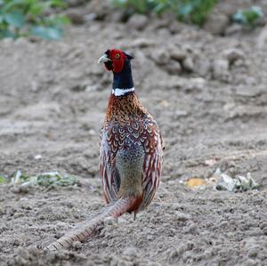 Common Pheasant