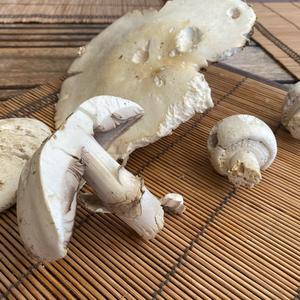 Grosser Waldchampignon