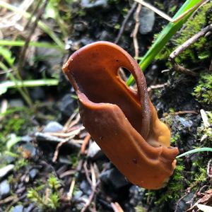 Lemon Peel Fungus