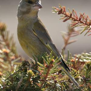 European Greenfinch