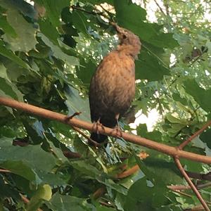 Song Thrush