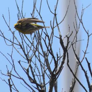 European Serin