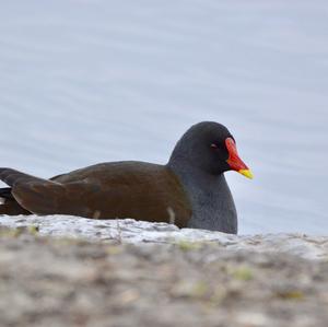 Common Moorhen