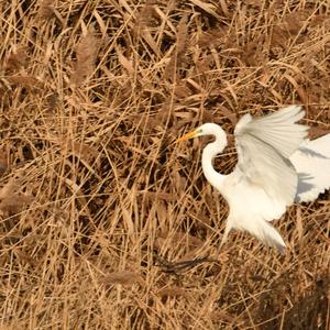 Great Egret