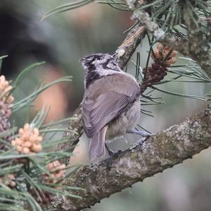 Crested Tit