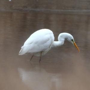 Great Egret