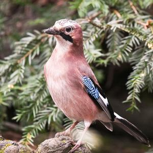 Eurasian Jay