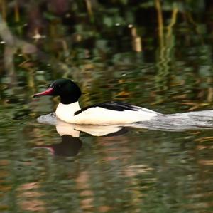 Common Merganser