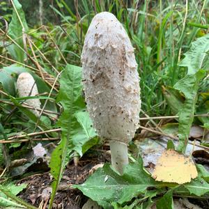 Shaggy Mane