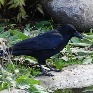 Carrion Crow