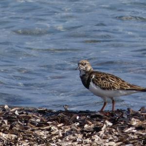 Ruddy Turnstone