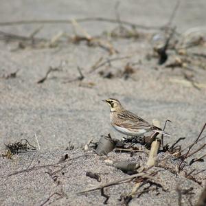 Horned Lark