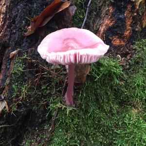 Amethyst Deceiver