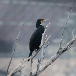 Great Cormorant