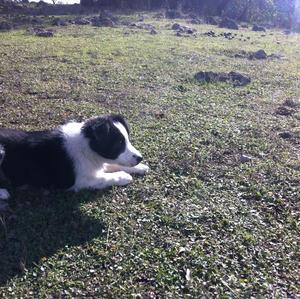 Border Collie