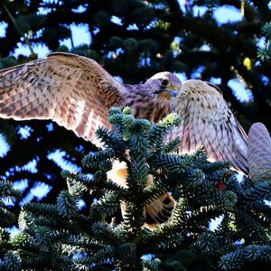 Common Kestrel