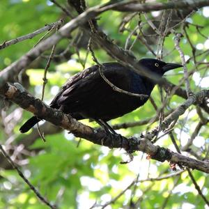 Common Grackle