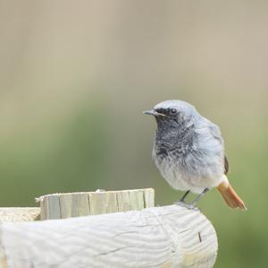 Black Redstart