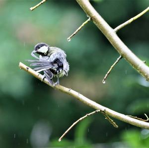 Great Tit