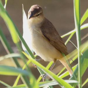 Great Reed-warbler