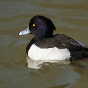 Tufted Duck